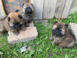 Photo №1. chow-chow - à vendre en ville de Šid | négocié | Annonce №168491