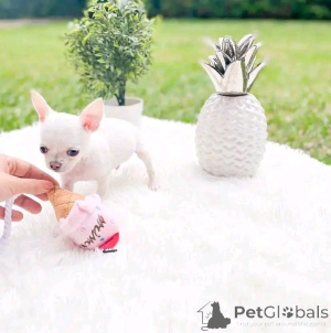 Photo №4. Je vais vendre chihuahua en ville de Lempäälä. annonce privée, de l'abri, éleveur - prix - 691€