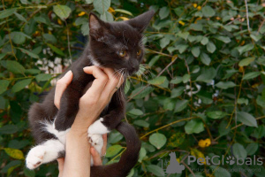 Photos supplémentaires: De merveilleux chatons en cadeau