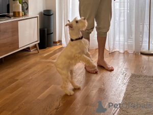 Photo №2 de l'annonce № 135098 de la vente schnauzer miniature - acheter à Serbie annonce privée