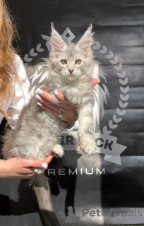 Photo №1. maine coon - à vendre en ville de Denver | 1594€ | Annonce № 140842