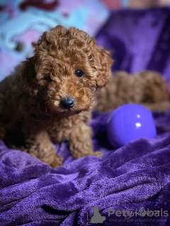 Photo №4. Je vais vendre caniche (jouet) en ville de Ниш. éleveur - prix - négocié