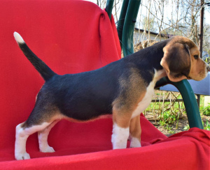 Photo №3. Les chiots Beagle sont offerts à votre attention. La date de naissance est le 11. Fédération de Russie