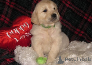 Photo №1. golden retriever - à vendre en ville de Örnsköldsvik | 319€ | Annonce №143866
