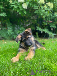 Photos supplémentaires: Beaux chiots GSD d'Europe à vendre