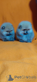 Photo №3. Spitz de Poméranie (fille et garçon) FCI. Ukraine