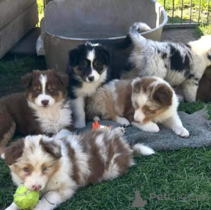 Photo №1. berger australien - à vendre en ville de Basel | 750€ | Annonce №161357