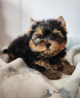 Photo №1. yorkshire terrier - à vendre en ville de Ньиредьхаза | négocié | Annonce №110180