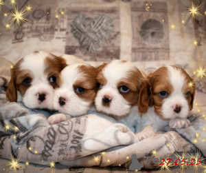 Photo №2 de l'annonce № 145658 de la vente cavalier king charles spaniel - acheter à Biélorussie éleveur