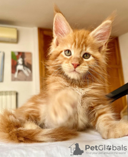Photo №2 de l'annonce № 103248 de la vente maine coon - acheter à USA éleveur