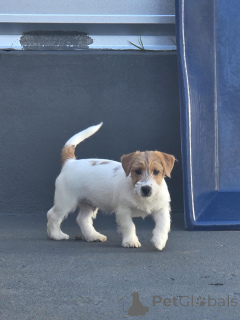 Photo №4. Je vais vendre jack russell terrier en ville de Berlin. annonce privée, éleveur - prix - négocié