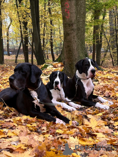 Photo №4. Je vais vendre dogue allemand en ville de Bichkek. de la fourrière - prix - négocié