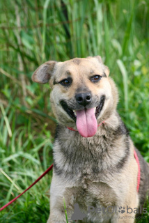 Photo №4. Je vais vendre chien bâtard en ville de Москва.  - prix - Gratuit