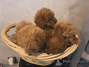 Photos supplémentaires: Adorables chiots caniche (jouets) disponibles prêts pour leur foyer éternel !