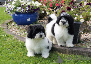 Photo №1. yorkshire terrier - à vendre en ville de Canterbury | négocié | Annonce №47607
