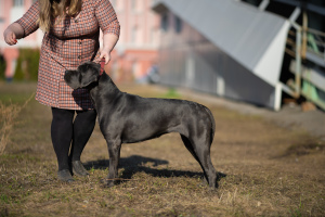 Photo №4. Je vais vendre cane corso en ville de Izhevsk. annonce privée - prix - 716€