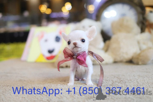 Photo №1. chihuahua - à vendre en ville de Atlanta | négocié | Annonce №153557