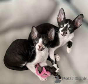 Photo №2 de l'annonce № 173136 de la vente cornish rex - acheter à Norvège annonce privée, éleveur