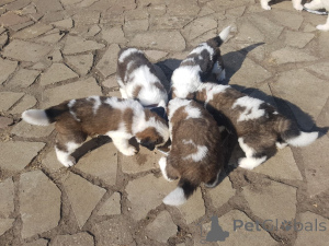 Photo №2 de l'annonce № 158981 de la vente saint-bernard - acheter à La Lettonie annonce privée, éleveur