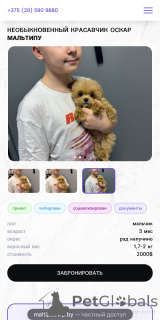 Photo №2 de l'annonce № 160086 de la vente maltipu - acheter à Biélorussie de la fourrière