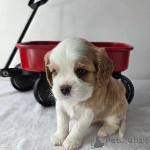 Photo №1. cavalier king charles spaniel - à vendre en ville de Alavus | négocié | Annonce №157333