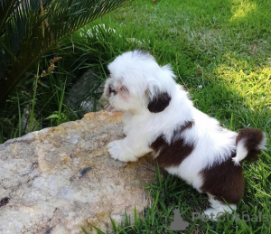 Photo №2 de l'annonce № 142822 de la vente shih tzu - acheter à Allemagne annonce privée
