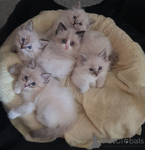 Photo №4. Je vais vendre ragdoll en ville de Ingolstadt. éleveur - prix - 280€