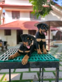 Photo №1. rottweiler - à vendre en ville de Berlin | 800€ | Annonce №137951