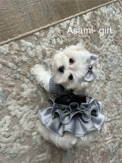 Photo №1. bichon maltais - à vendre en ville de Katowice | 2800€ | Annonce №135523