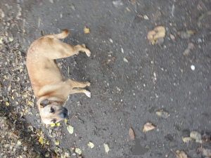 Photo №1. chien bâtard - à vendre en ville de Odessa | Gratuit | Annonce №83236