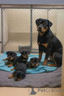 Photo №1. rottweiler - à vendre en ville de Rotterdam | 1000€ | Annonce №165609