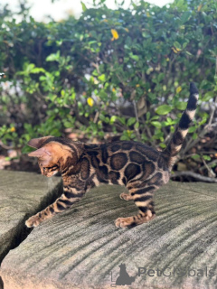 Photo №2 de l'annonce № 153275 de la vente bengal - acheter à Suède annonce privée