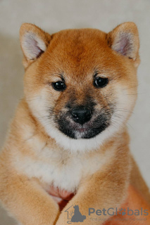 Photos supplémentaires: Chiots Shiba Inu avec pedigree RKF