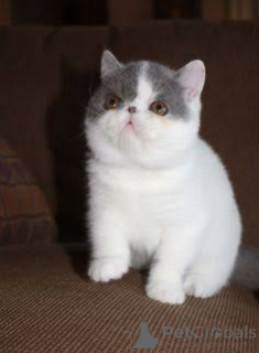 Photo №3. Chatons Exotic Shorthair disponibles à la vente.. Belgique