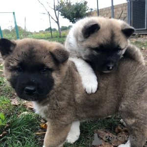 Photo №1. akita (chien) - à vendre en ville de Ljubljana | négocié | Annonce №119900