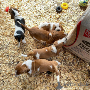 Photo №1. basset hound - à vendre en ville de Bayerisch Eisenstein | négocié | Annonce №167557