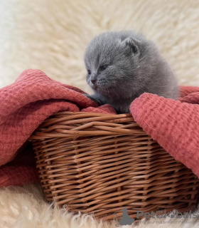 Photo №1. british shorthair - à vendre en ville de New york | 170€ | Annonce № 104281