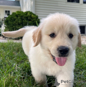 Photo №3. De mignons chiots goldenretriever en bonne santé sont disponibles maintenant. Luxembourg