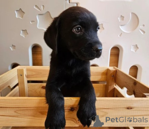 Photo №1. labrador retriever - à vendre en ville de Fracasse | négocié | Annonce №156078