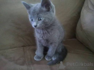 Photo №3. Chatons bleus russes aventureux. Monaco
