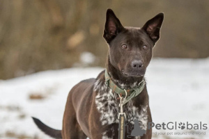 Photo №4. Je vais vendre  en ville de Москва. annonce privée - prix - Gratuit