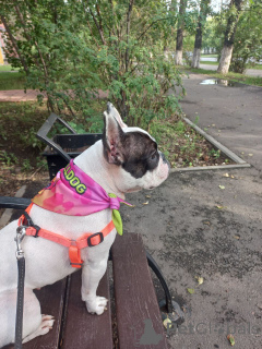 Photo №2 de l'annonce № 151725 de la vente bouledogue - acheter à La Grande-Bretagne annonce privée