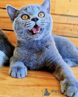 Photo №2 de l'annonce № 103832 de la vente british shorthair - acheter à Allemagne annonce privée