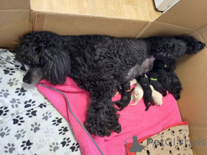 Photo №1. caniche (jouet) - à vendre en ville de Alabama | Gratuit | Annonce №170271