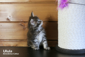 Photos supplémentaires: Maine Coon fille tortie couleur marbre