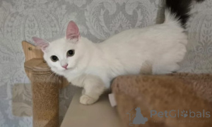 Photo №1. munchkin - à vendre en ville de Amstetten | négocié | Annonce № 160386