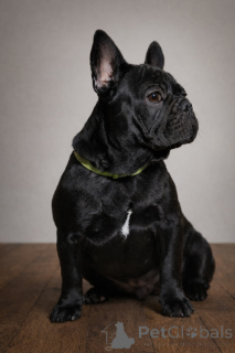 Photo №2 de l'annonce № 161460 de la vente bouledogue - acheter à L'Autriche annonce privée