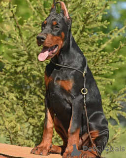 Photo №4. Je vais vendre dobermann en ville de Hannover. annonce privée - prix - 1009€