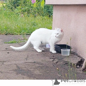 Photo №1. angora turc - à vendre en ville de Minsk | Gratuit | Annonce № 151666