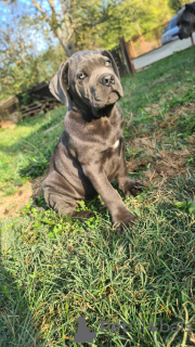 Photo №3. CANE CORSO beaux chiots. Serbie